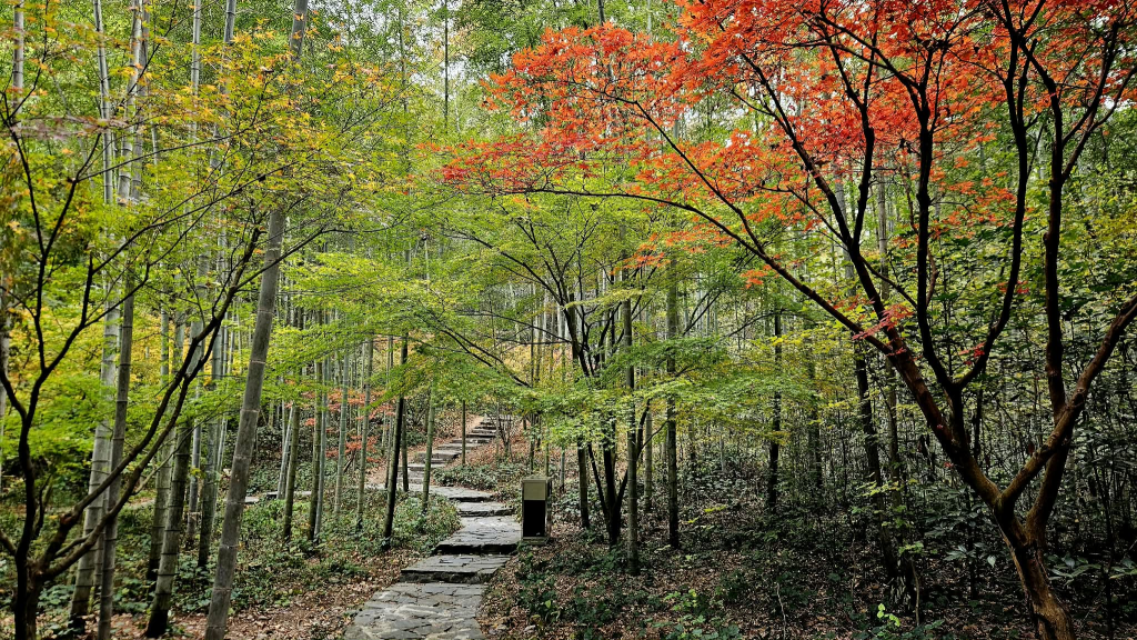 Yunqi Bamboo Grove in&nbsp;Hangzhou
